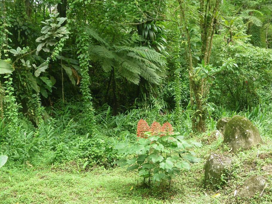 Ti' Papaye Anse A L'Ane Les Trois-Ilets Exterior foto